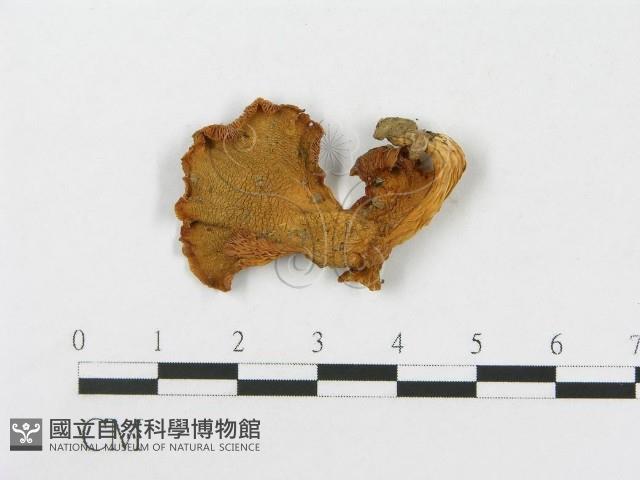 登錄號:F0010964藏品圖，第1張