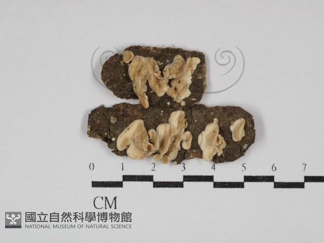 齒耳菌屬藏品圖，第1張