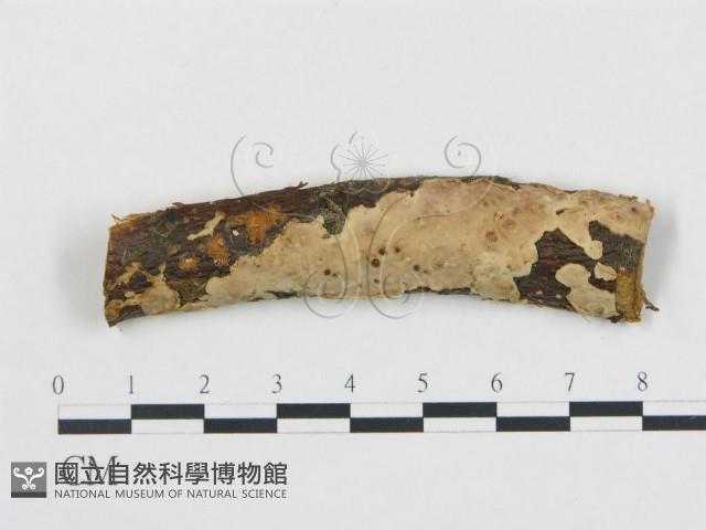 登錄號:F0016964藏品圖，第1張