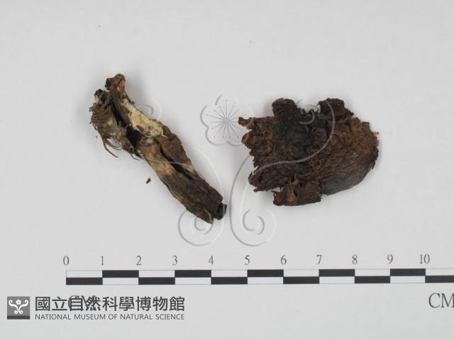 登錄號:F0021964藏品圖，第1張