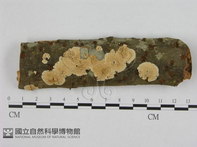 銳孔菌屬藏品圖，第1張