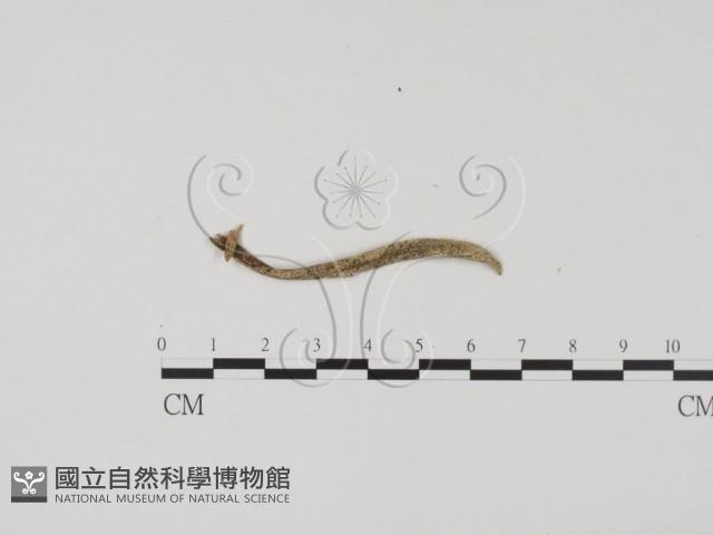 登錄號:F0011964藏品圖，第1張