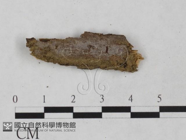 刺革菌屬藏品圖，第1張