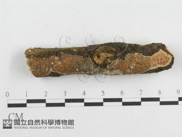 登錄號:F0014964藏品圖，第1張