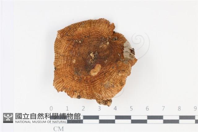 登錄號:F0034964藏品圖，第1張