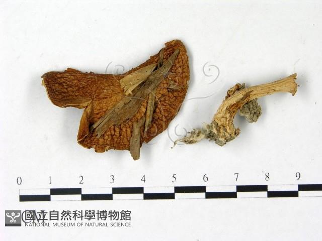 登錄號:F0022964藏品圖，第1張