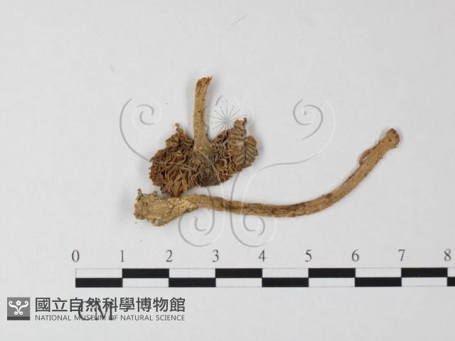 登錄號:F0012964藏品圖，第1張