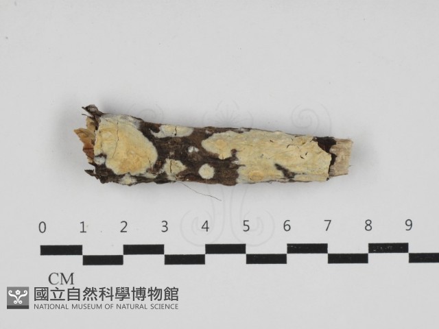 登錄號:F0032964藏品圖，第1張