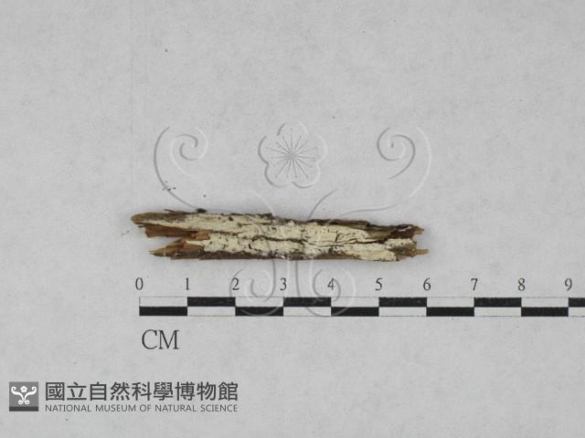 射脈菌屬藏品圖，第1張