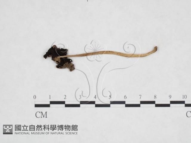 鬼傘屬藏品圖，第1張