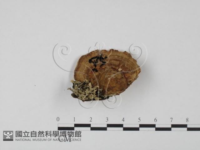 登錄號:F0005964藏品圖，第1張