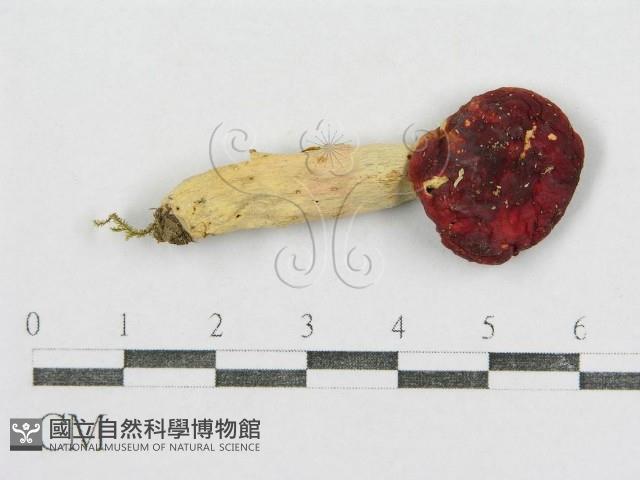 紅菇屬藏品圖，第1張