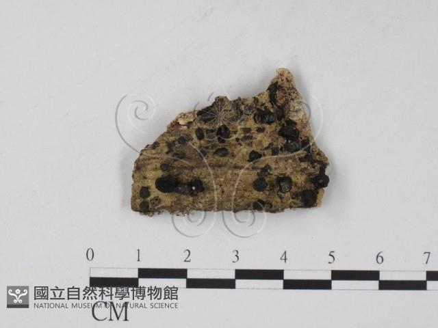 登錄號:F0009964藏品圖，第1張