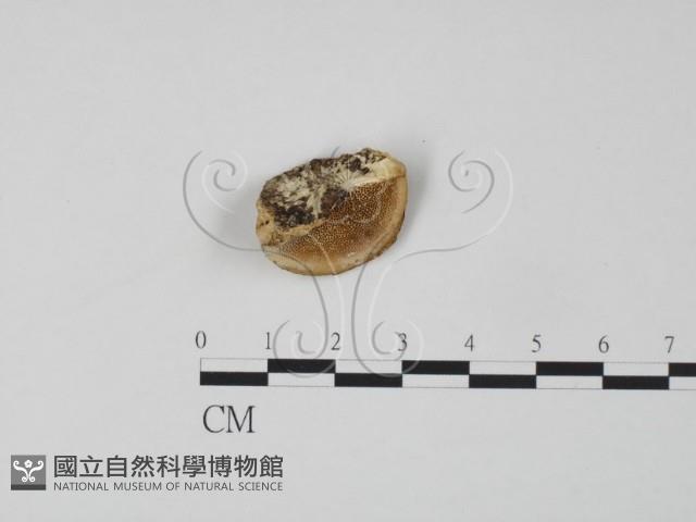 登錄號:F0019964藏品圖，第1張