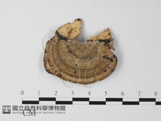 登錄號:F0023964藏品圖，第1張