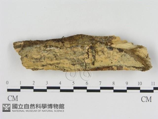 絲齒菌屬藏品圖，第1張