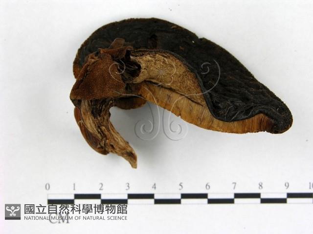 登錄號:F0013964藏品圖，第1張