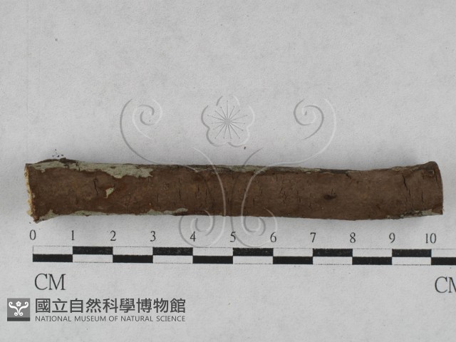刺革菌屬藏品圖，第1張