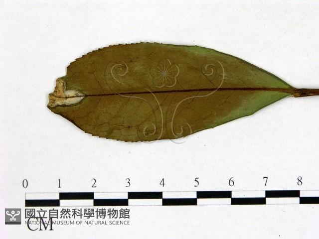 登錄號:F0020664藏品圖，第1張