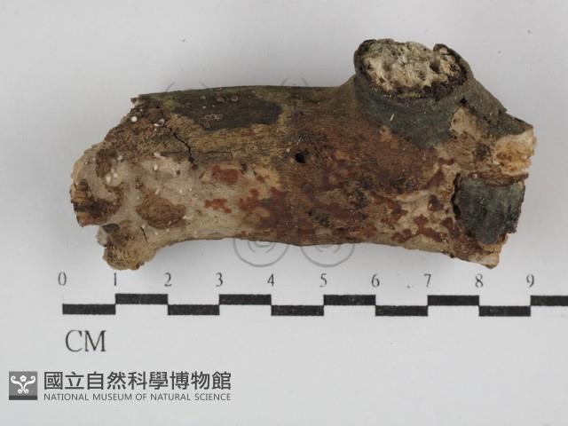 花耳屬藏品圖，第1張