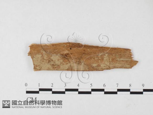 絲皮菌屬藏品圖，第1張