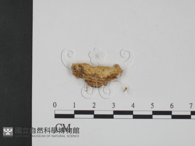 登錄號:F0006664藏品圖，第1張