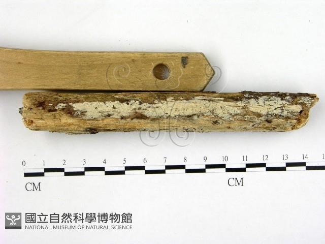冇骨消絲齒菌藏品圖，第1張