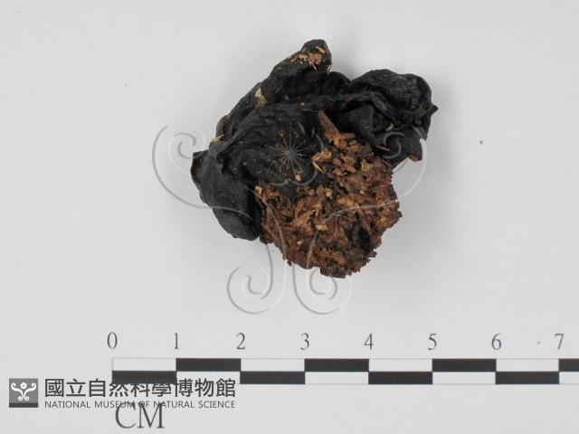 登錄號:F0001664藏品圖，第1張