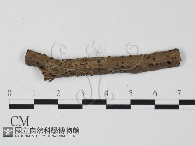 登錄號:F0011664藏品圖，第1張