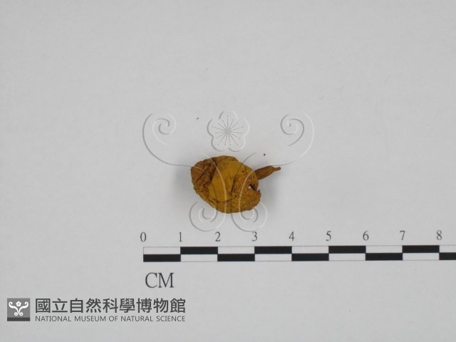 登錄號:F0024664藏品圖，第1張