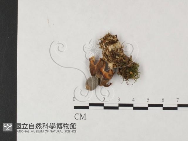 登錄號:F0004664藏品圖，第1張