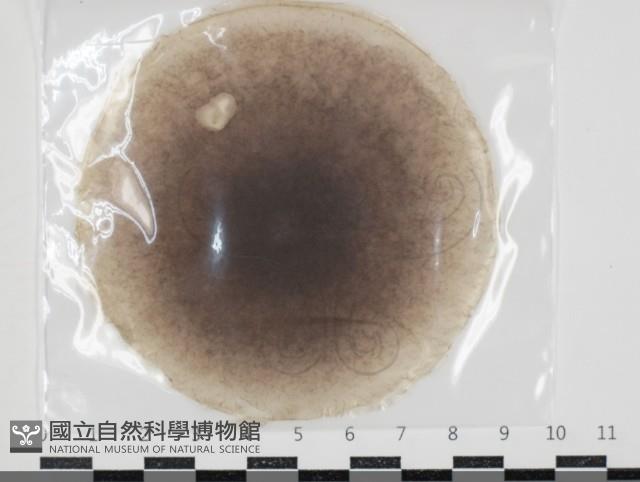 登錄號:F0034664藏品圖，第1張