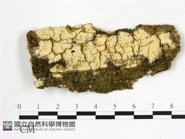 叉絲革菌屬藏品圖，第1張