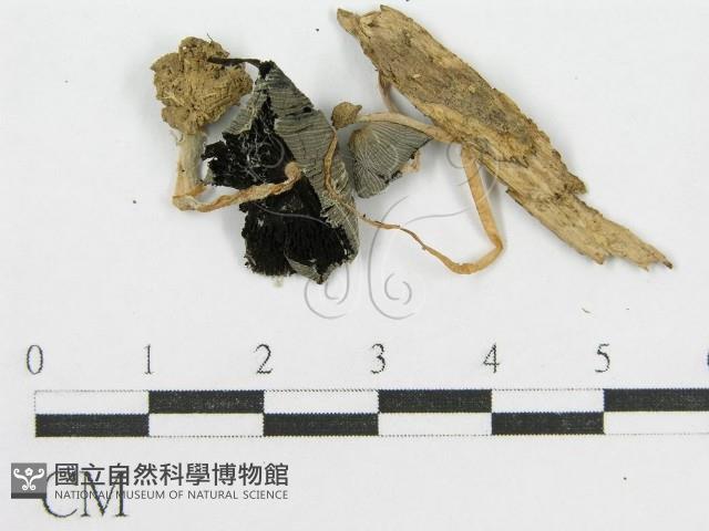 登錄號:F0002664藏品圖，第1張