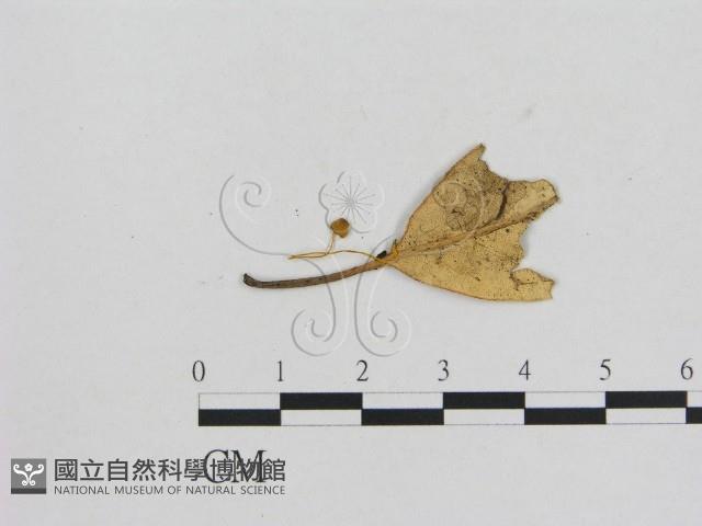 小菇屬藏品圖，第1張