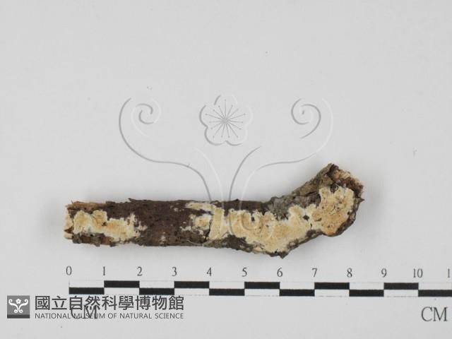 登錄號:F0027664藏品圖，第1張