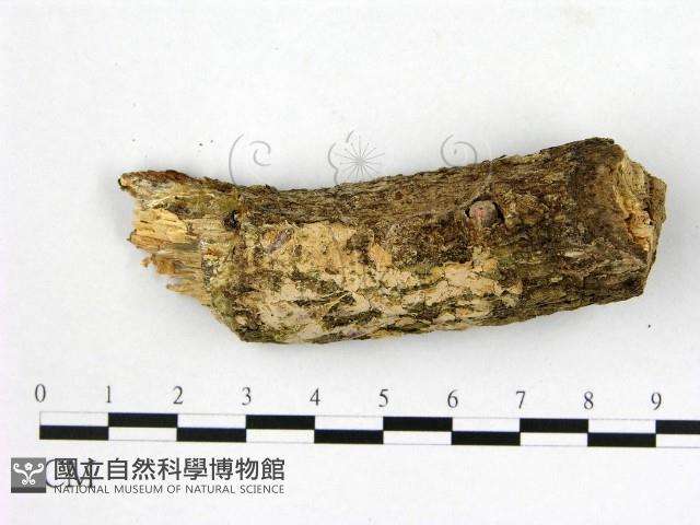 登錄號:F0007664藏品圖，第1張