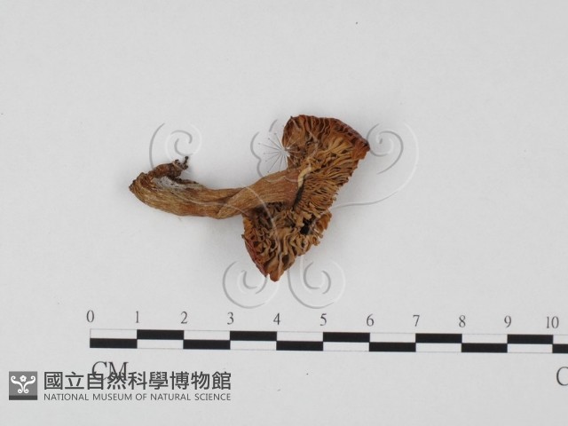 紅菇屬藏品圖，第1張