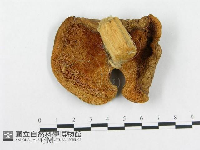 多孔菌屬藏品圖，第1張