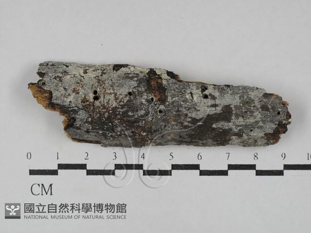 登錄號:F0029664藏品圖，第1張