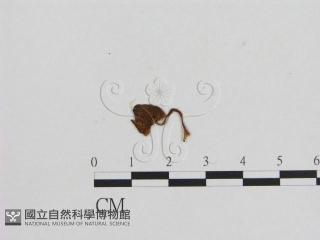 小菇屬藏品圖，第1張