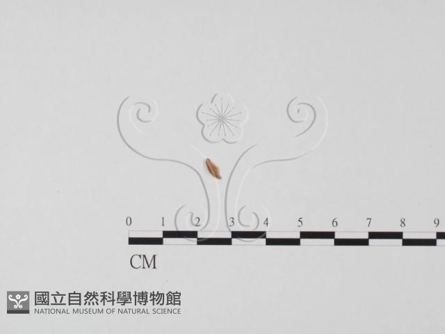 登錄號:F0019664藏品圖，第1張