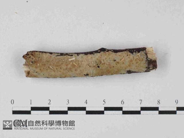 登錄號:F0023664藏品圖，第1張