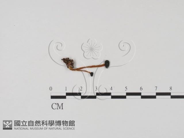 登錄號:F0003664藏品圖，第1張