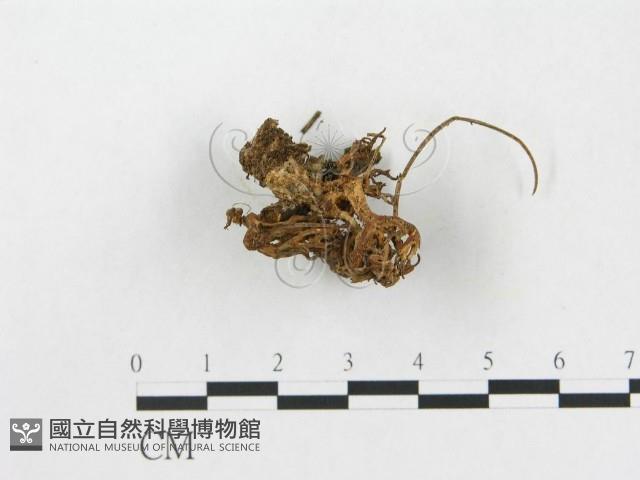 登錄號:F0013664藏品圖，第1張