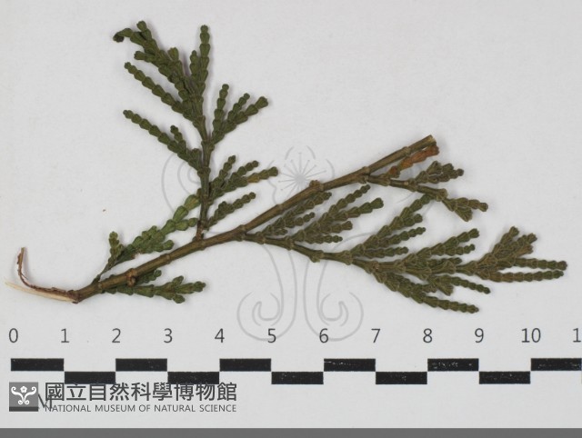 登錄號:F0033664藏品圖，第1張
