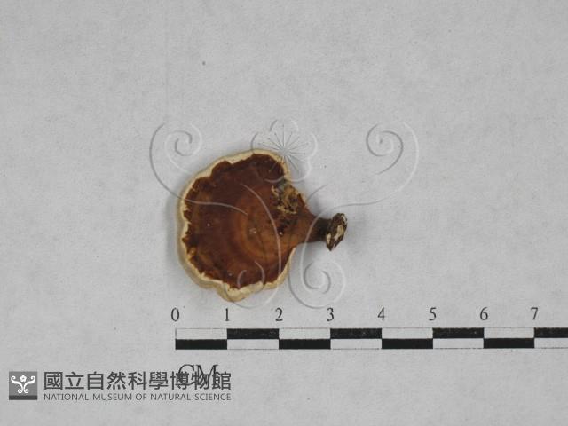 小孔菌屬藏品圖，第1張