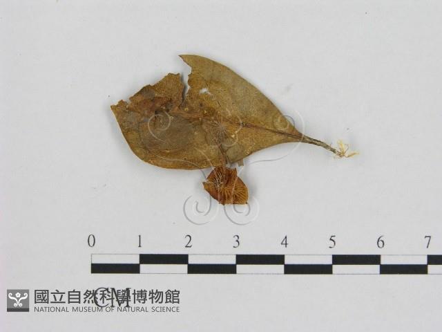 小菇屬藏品圖，第1張