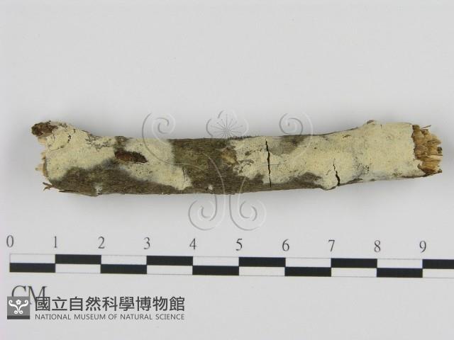 剛毛絲皮菌藏品圖，第1張