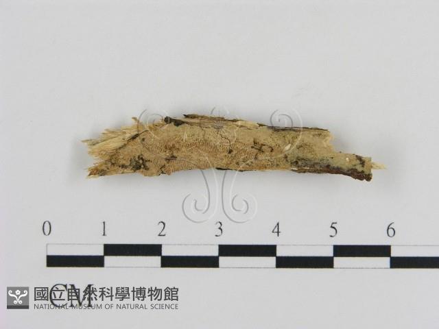 登錄號:F0000464藏品圖，第1張